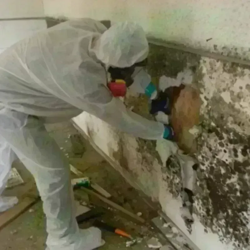 Mold Remediation and Removal in Steinway, NY